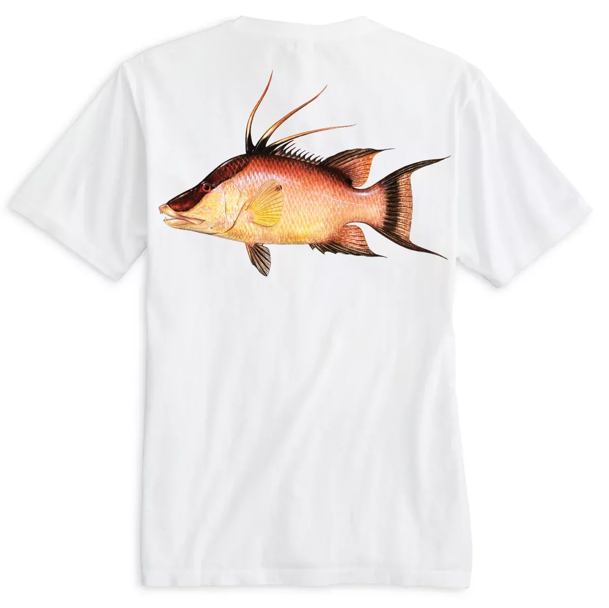 Key West, FL Hogfish